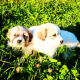 Great Pyrenees Puppies for sale in Auburndale, WI 54412, USA. price: $1,000