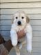 Great Pyrenees Puppies for sale in Duluth, MN, USA. price: $500