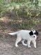 Great Pyrenees Puppies for sale in Bessemer City, NC 28016, USA. price: $300