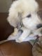 Great Pyrenees Puppies for sale in St Cloud, MN, USA. price: $450