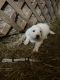 Great Pyrenees Puppies for sale in Newland, NC 28657, USA. price: NA