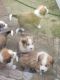 Great Pyrenees Puppies for sale in West Salem, OH 44287, USA. price: NA
