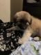 Great Pyrenees Puppies for sale in Waco, TX, USA. price: NA