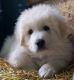 Great Pyrenees Puppies for sale in Oregon City, OR 97045, USA. price: $700