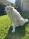 Great Pyrenees Puppies for sale in Valdosta, GA, USA. price: $700