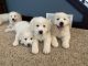 Great Pyrenees Puppies for sale in Diamond, OH, USA. price: $500