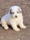 Great Pyrenees Puppies for sale in Dalton, GA, USA. price: $350