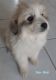Great Pyrenees Puppies for sale in Lakeville, MI 48367, USA. price: NA