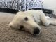Great Pyrenees Puppies for sale in Crowley, TX 76036, USA. price: $200