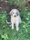 Great Pyrenees Puppies for sale in Boyceville, WI 54725, USA. price: $450