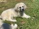 Great Pyrenees Puppies for sale in Boyceville, WI 54725, USA. price: NA