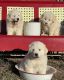 Great Pyrenees Puppies for sale in NC-8, Lexington, NC, USA. price: $300