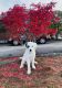 Great Pyrenees Puppies for sale in Waltham, MA, USA. price: $700