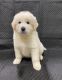 Great Pyrenees Puppies for sale in Brodnax, VA 23920, USA. price: NA