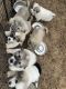 Great Pyrenees Puppies for sale in Necedah, WI 54646, USA. price: $1,200