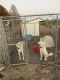 Great Pyrenees Puppies for sale in 13892 State Hwy M, Wood Heights, MO 64024, USA. price: NA