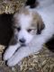 Great Pyrenees Puppies for sale in Stuart, IA 50250, USA. price: $200