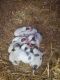 Great Pyrenees Puppies for sale in Vanleer, TN 37181, USA. price: NA