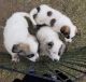 Great Pyrenees Puppies for sale in Oakdale, CA 95361, USA. price: $650