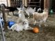 Great Pyrenees Puppies for sale in Brookfield Township, OH, USA. price: NA