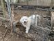 Great Pyrenees Puppies for sale in Cedar Hill, TX 75104, USA. price: NA