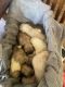 Great Pyrenees Puppies for sale in Des Moines, IA, USA. price: $250