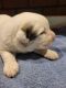 Great Pyrenees Puppies for sale in Tampico, IL 61283, USA. price: $500