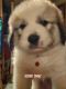 Great Pyrenees Puppies for sale in Greene, NY 13778, USA. price: $100,000