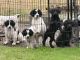 Great Pyrenees Puppies for sale in Corsicana, TX, USA. price: $150