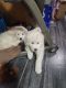 Great Pyrenees Puppies for sale in Montrose, CO, USA. price: $400