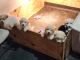 Great Pyrenees Puppies for sale in Lake Lillian, MN 56253, USA. price: NA