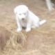 Great Pyrenees Puppies for sale in The Woodlands, TX, USA. price: $400