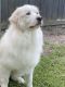 Great Pyrenees Puppies for sale in Valdosta, GA, USA. price: $250