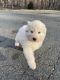 Great Pyrenees Puppies for sale in King, NC 27021, USA. price: $500