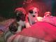 Great Pyrenees Puppies for sale in Quesnel, BC, Canada. price: $300