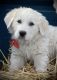 Great Pyrenees Puppies for sale in Olivia, MN 56277, USA. price: $500