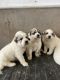 Great Pyrenees Puppies for sale in Pink Hill, NC 28572, USA. price: NA