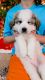 Great Pyrenees Puppies for sale in Oxford Charter Township, MI, USA. price: NA