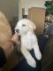 Great Pyrenees Puppies for sale in Durham, NC, USA. price: NA