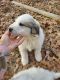 Great Pyrenees Puppies for sale in Vanleer, TN 37181, USA. price: NA