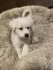 Great Pyrenees Puppies for sale in Austin, TX, USA. price: NA