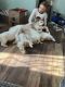 Great Pyrenees Puppies for sale in La Farge, WI 54639, USA. price: $450