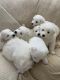 Great Pyrenees Puppies for sale in Rowlett, TX, USA. price: $600