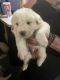 Great Pyrenees Puppies for sale in Bishop, GA 30621, USA. price: $300