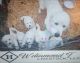 Great Pyrenees Puppies for sale in Lewisville, IN 47352, USA. price: $400