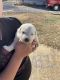 Great Pyrenees Puppies for sale in Marion, NC 28752, USA. price: $500