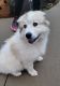 Great Pyrenees Puppies for sale in Lyman, SC, USA. price: $500