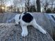Great Pyrenees Puppies for sale in Monett, MO, USA. price: $25