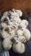 Great Pyrenees Puppies for sale in Anderson, CA 96007, USA. price: NA