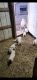 Great Pyrenees Puppies for sale in Holt, MO 64048, USA. price: NA